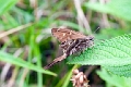 HESPERIIDAE, Polythrix